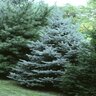Picea Pungens var. Glauca Colorado Spruce 14 ft. Height Ball and Burlap