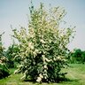 Cornus X Rutgersensis Stellar Rutban Aurora Dogwood 2 in. Caliper Ball and Burlap