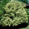 Pittosporum Tobira Variegata Mock Orange 1 gal. Container