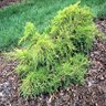 Juniperus X Pfitzeriana Old Gold Chinese Juniper Pom Pom 5 gal. Container