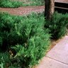 Juniperus X Pfitzeriana Sea Green Chinese Juniper 3 gal. Container