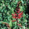 Erythrina Herbacea Coral Bean 5 gal. Container