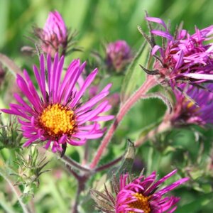 New England Conservation & Wildlife Seed Mix (lb)