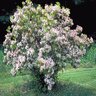 Kalmia Latifolia Mountain Laurel 30 in. Height Ball and Burlap