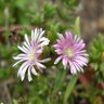Delosperma Brunnthaleri Pink Ice Plant