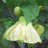 Abutilon x hybridum Flowering Maple 1 gal. Container