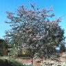 Acacia Baileyana Purpurea Purple Cootamundra Wattle 15 gal. Container