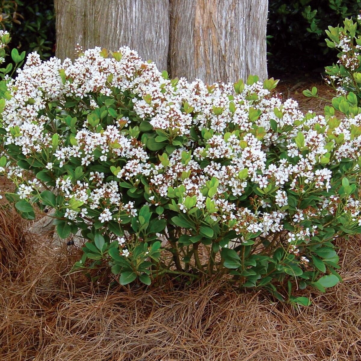 Rhaphiolepis Indica Spring Sonata Rhaphiolepis Indica Wilcor Spring ...