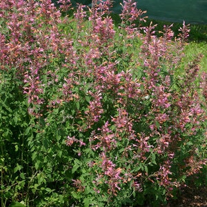 Agastache x Acapulco Salmon & Pink Hyssop 1 gal. Container