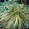 Carex Dolichostachya Kaga-nishiki Gold Fountains Sedge 1 gal. Container