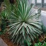 Agave Angustifolia Marginata Variegated Caribbean Agave 5 gal. Container