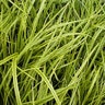 Carex Dolichostachya Kaga-nishiki Gold Fountains Sedge 1 gal. Container