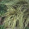 Carex Morrowii Aurea-variegata Variegated Japanese Sedge 1 gal. Container