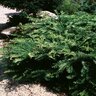 Cephalotaxus Harringtonia Prostrata Japanese Plum Yew 10 gal. Container