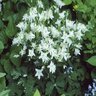 Aquilegia X Hybrida Biedermeier White Columbine