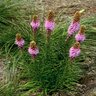 Liatris Pycnostachya Prairie Blazing Star SP4 Container