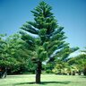 Araucaria Heterophylla Norfolk Island Pine 24 in. Box
