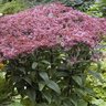Eupatorium Dubium Baby Joe Pye Weed 1 gal. Container