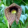 Aristolochia Gigantea Pelican Flower