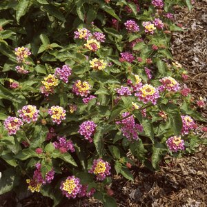 Lantana camara Landmark Rose Glow Lantana 1 gal. Container
