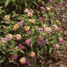 Lantana camara Landmark Rose Glow Lantana 1 gal. Container