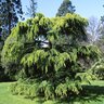 Cedrus Deodara Aurea Golden Deodar Cedar 7 ft. Height Ball and Burlap