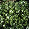 Asarum Caudatum Wild Ginger