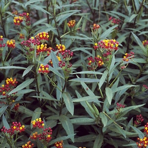 Asclepias Curassavica Silky Deep Red Milkweed