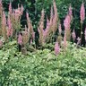 Astilbe Chinensis var. Taquetii Superba Chinese Astilbe