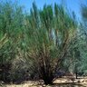 Baccharis Sarothroides Desert Broom 1 gal. Container