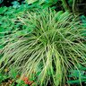 Carex Oshimensis Gold Strike Japanese Sedge 1 gal. Container