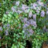 Ceanothus X Blue Jeans Holly Leaf Mountain Lilac