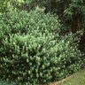 Cephalotaxus harringtonia Duke Gardens Japanese Plum Yew 7 gal. Container