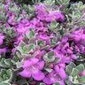 Leucophyllum Frutescens Greado Desperado Garden Debut Texas Sage 7 gal. Container