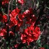 Chaenomeles Speciosa Scarffs Red Flowering Quince