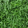 Zoysia Sod Emerald Zoysiagrass (per sq. ft.)