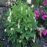 Dicentra Eximia Alba Bleeding Heart