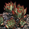 Echeveria Agavoides Red Edge Hen and Chicks SP4 Container