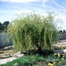Salix Matsudana Tortuosa Corkscrew Willow 25-30 gal. Container