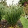 Elegia Capensis Horsetail Restio