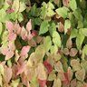 Epimedium Grandiflorum Yubae Rose Queen Barrenwort