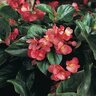 Begonia X Interspecific Dragon Wing Begonia 18 Count Flat