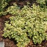 Euonymus Fortunei Gold Splash Wintercreeper 5 gal. Container