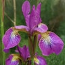 Iris Sibirica Welcome Return Siberian Iris