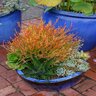 Euphorbia Tirucalli Sticks of Fire Indian Tree Spurge 1 gal. Container