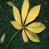 Aesculus Flava Yellow Buckeye 6 ft. Height Ball and Burlap