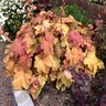 Heuchera X Villosa Mega Caramel Coral Bells 2 gal. Container