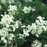 Filipendula Vulgaris Flore Pleno Meadowsweet