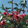 Fuchsia Magellanica Hardy Fuchsia 1 gal. Container