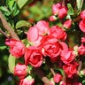 Chaenomeles Speciosa Color Choice Pink Storm Double Take Pink Proven Winners Flowering Quince 3 gal. Container